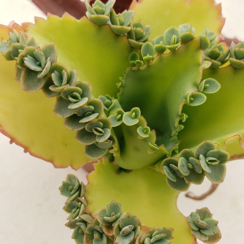 How to Repot Mother of Thousands Plant