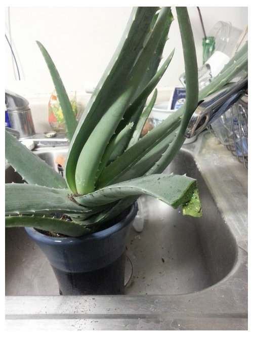 Can You Replant a Broken Aloe Leaf?