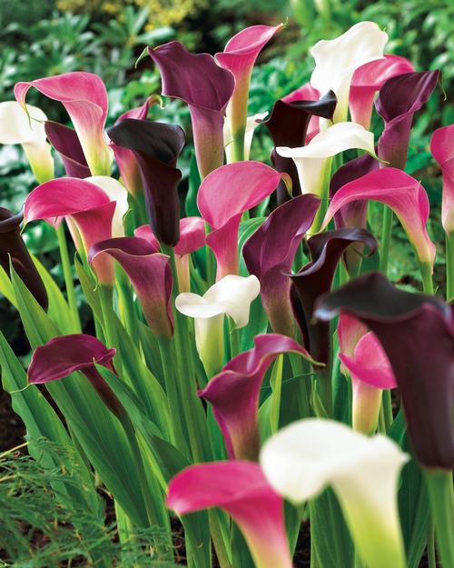 Do calla lilies spread Fast?