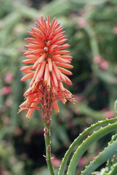 Aloe Vera Flower – What to do, When and How often It Bloom? 