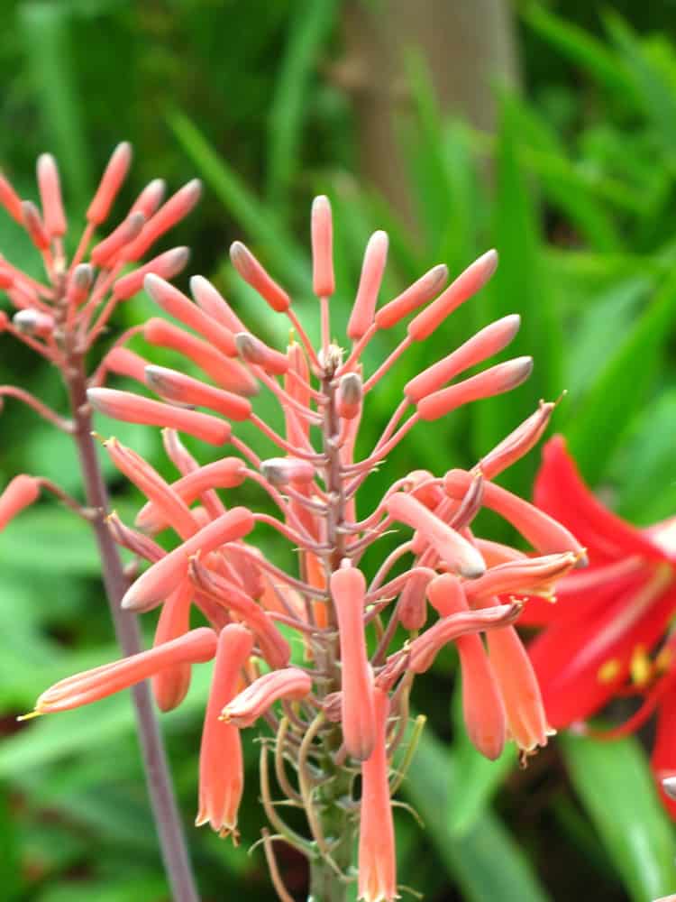 Aloe Vera Flower What To Do When And How Often It Bloom The