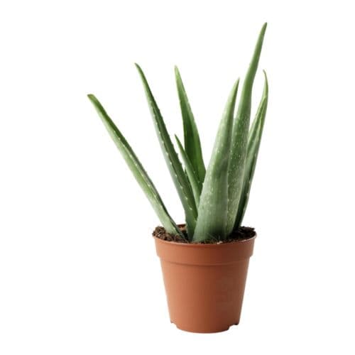 How do you revive a dying aloe plant?