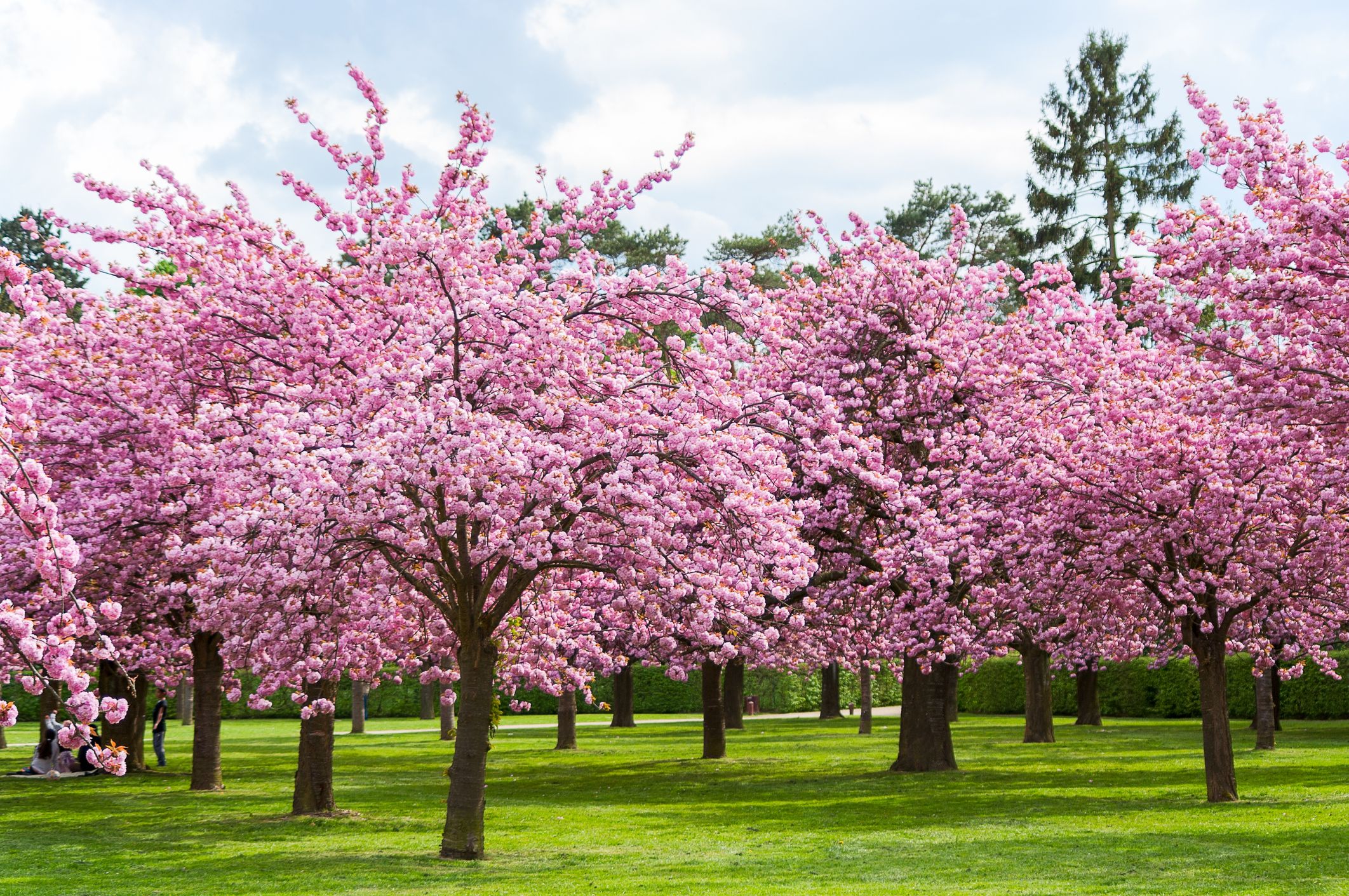 Cherry Blossom Symbolism – Spiritual Meaning(Sakura Tree flowers)