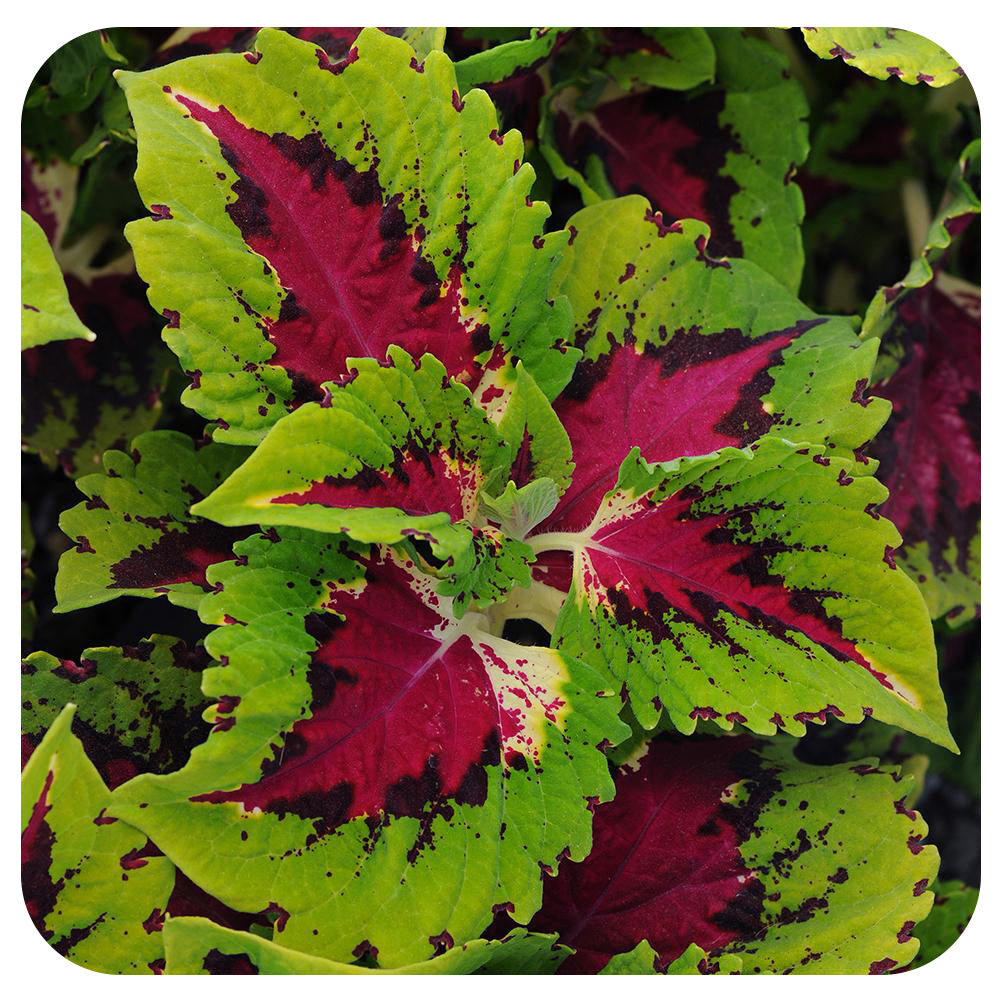 Why are the Leaves on my Coleus plant scorching?