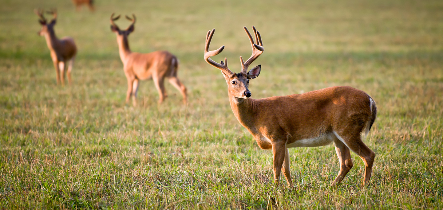 Are tomatoes deer resistant?