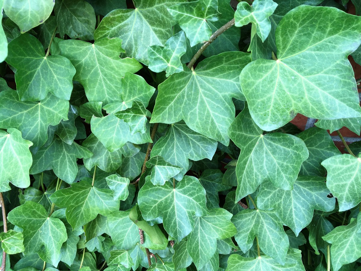 What does Ivy mean in the Bible?