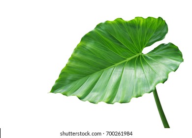 Elephant Ear Leaf Problems – Fix Brown, Yellowing, All Diseases – The ...