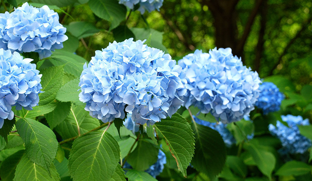 7 Reasons Why Your Hydrangeas Are Wilting and How To Fix Them