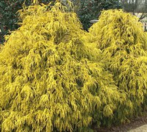 Gold Mop Cypress – How to Keep it Small(Pruning) | Care Guide