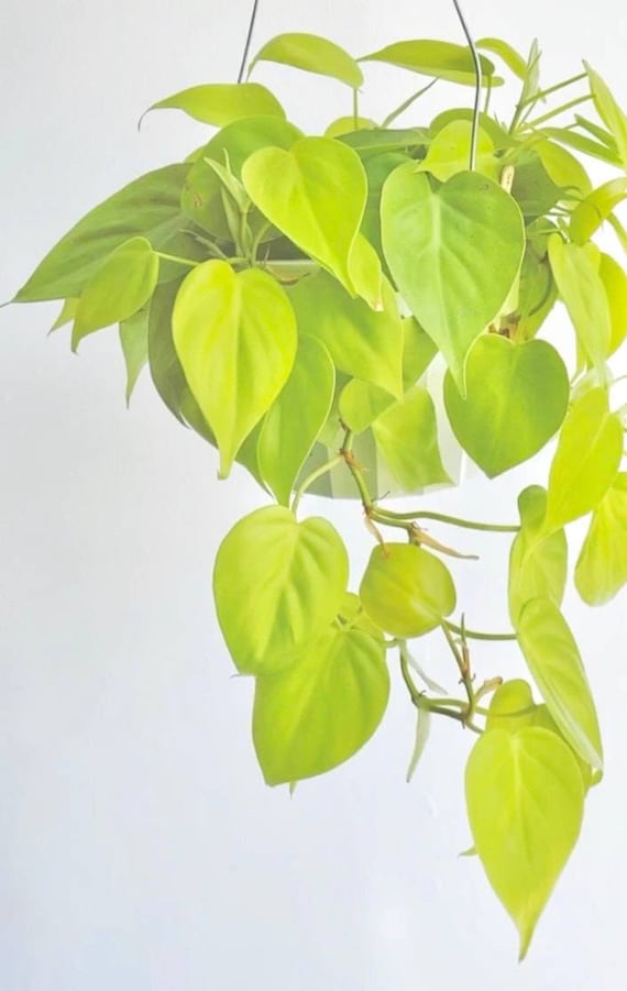 What is Lemon Lime Philodendron?