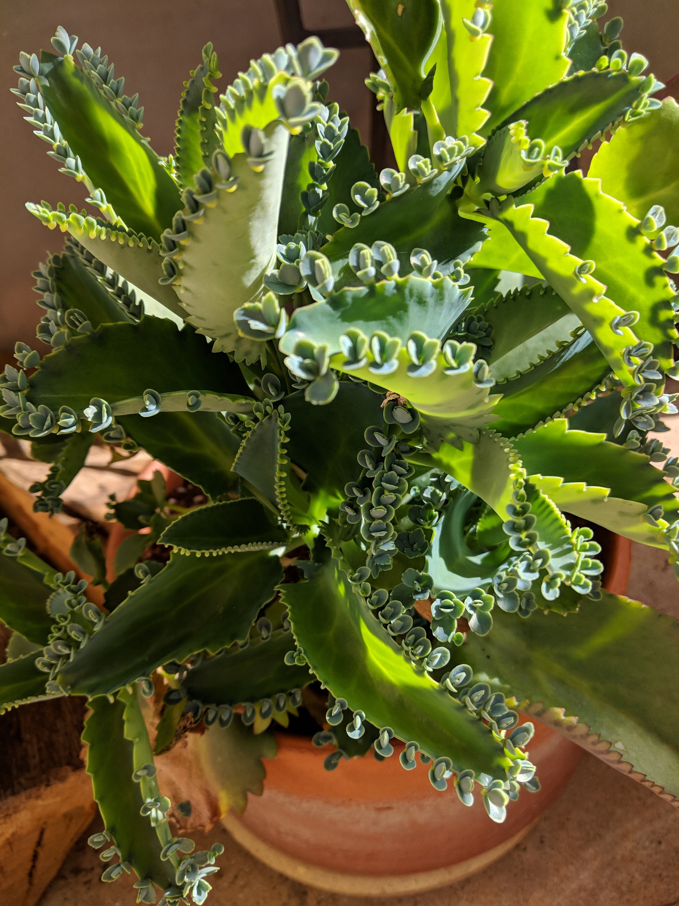 Mother Of Thousands Plant -Benefits, Varieties, Propagation(Care)