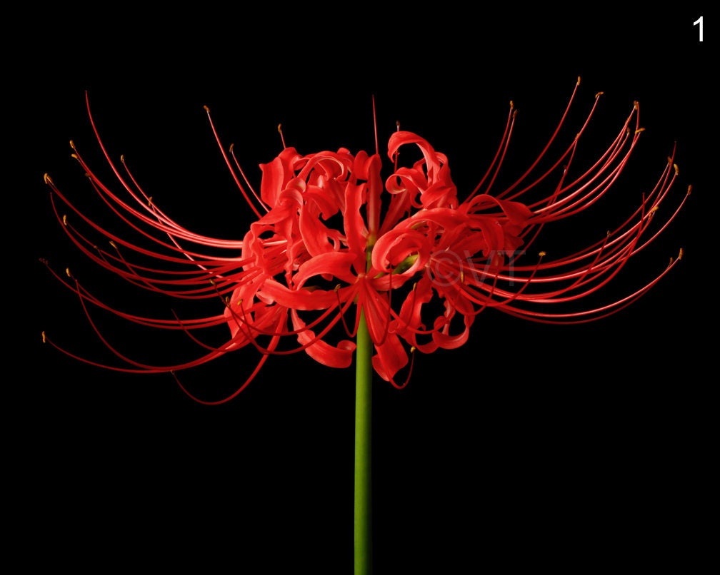 Spider Lily Meaning ( Red, Blue, Golden, White Symbolism)