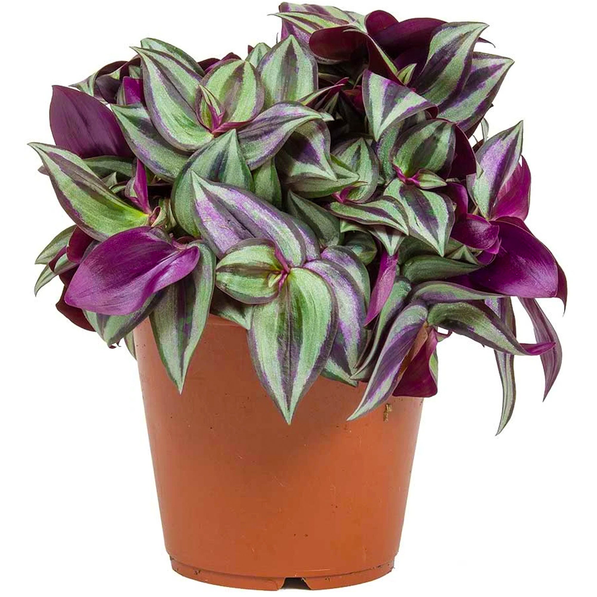 Wandering Jew plant superstition
