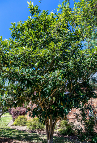 Loquat tree