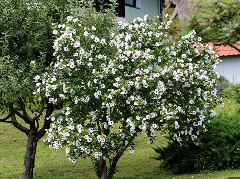Rose of Sharon tree