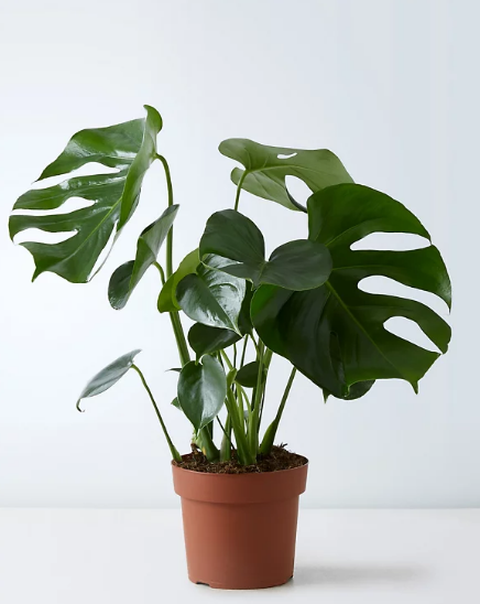 Swiss Cheese Plant (Monstera adansonii)