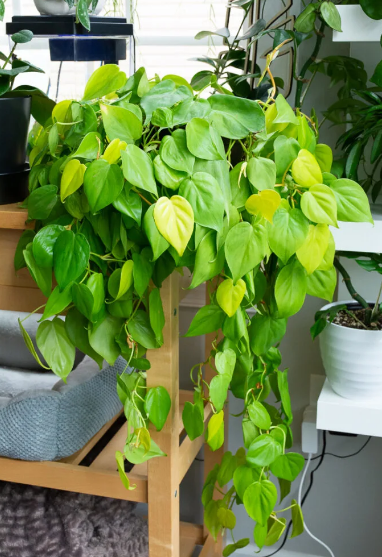 lemon lime philodendron