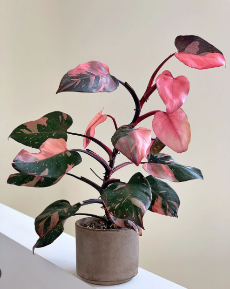 Pink Princess Philodendron