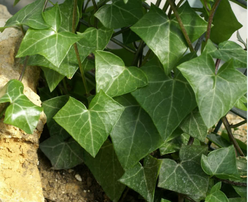 Wax Ivy (Senecio macroglossus)