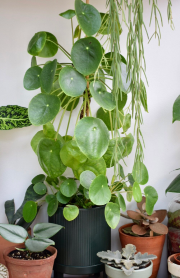 Chinese Money Plant (Pilea peperomioides)