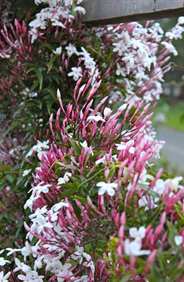 Pink Jasmine