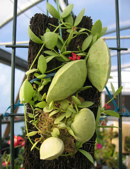 Kangaroo Pocket Plant (Dischidia vidalii)