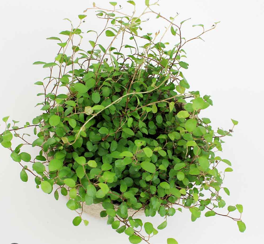 maidenhair vine muehlenbeckia complexa