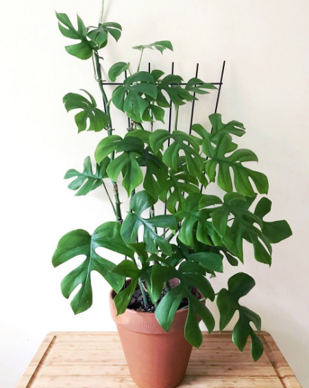 Mini Monstera (Rhaphidophora tetrasperma)