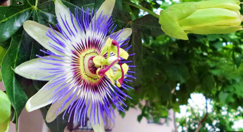 Passion Flower (Passiflora spp.)