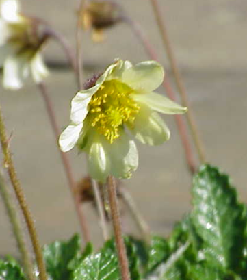 Dryas Flower