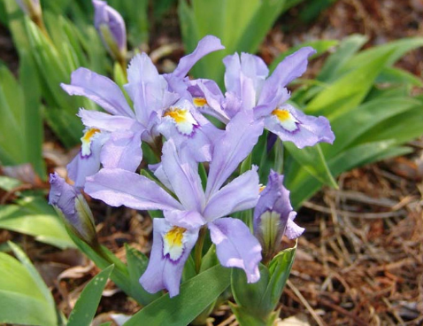 Dwarf Crested Iris Flower