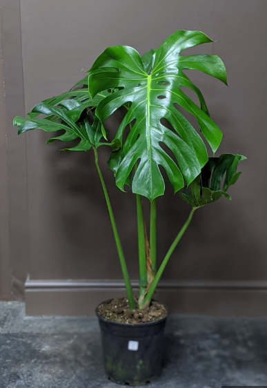 Monstera Deliciosa