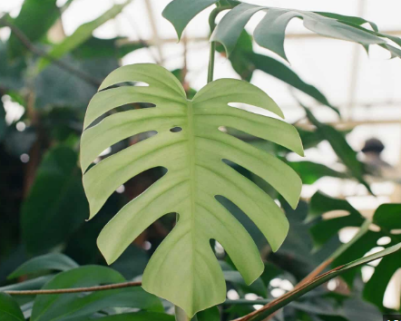 Monstera Borsigniana