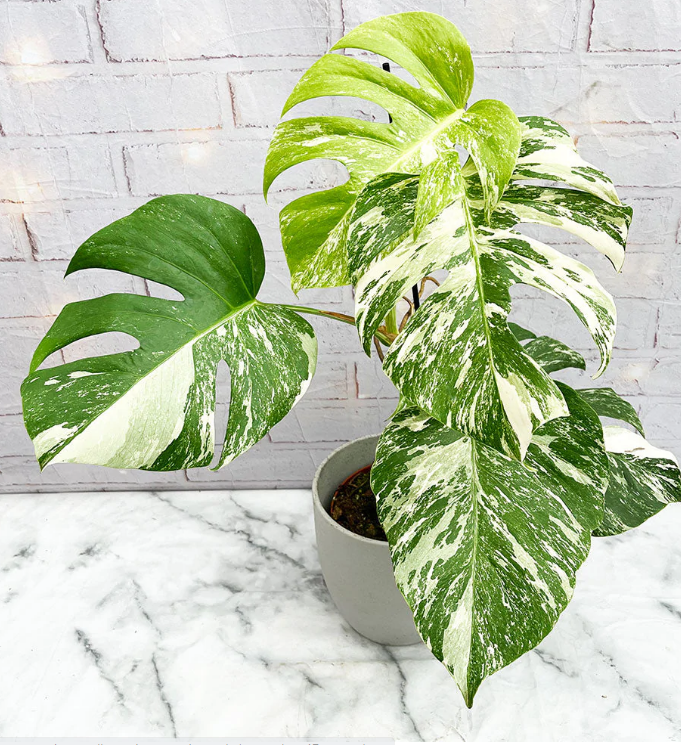 Monstera Variegata