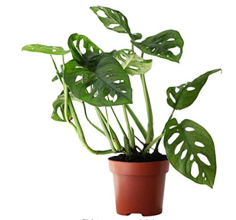 Monstera Adansonii