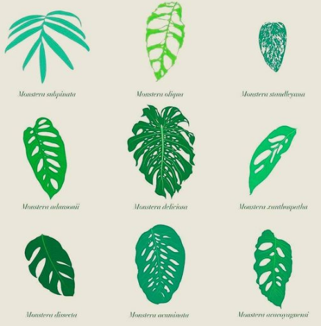 Monstera Varieties: The Ultimate Guide 