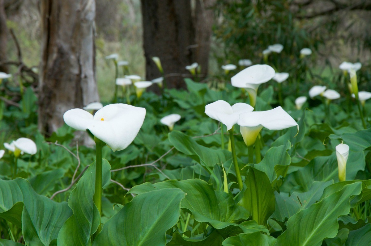 Calla Lily – Cuttings, Propagation, Spreads, Rhizomes(Care)