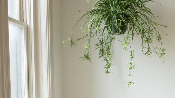 Interesting facts about Spider plants: