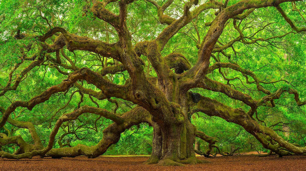 Oak Tree Symbolism in The Bible: Evil