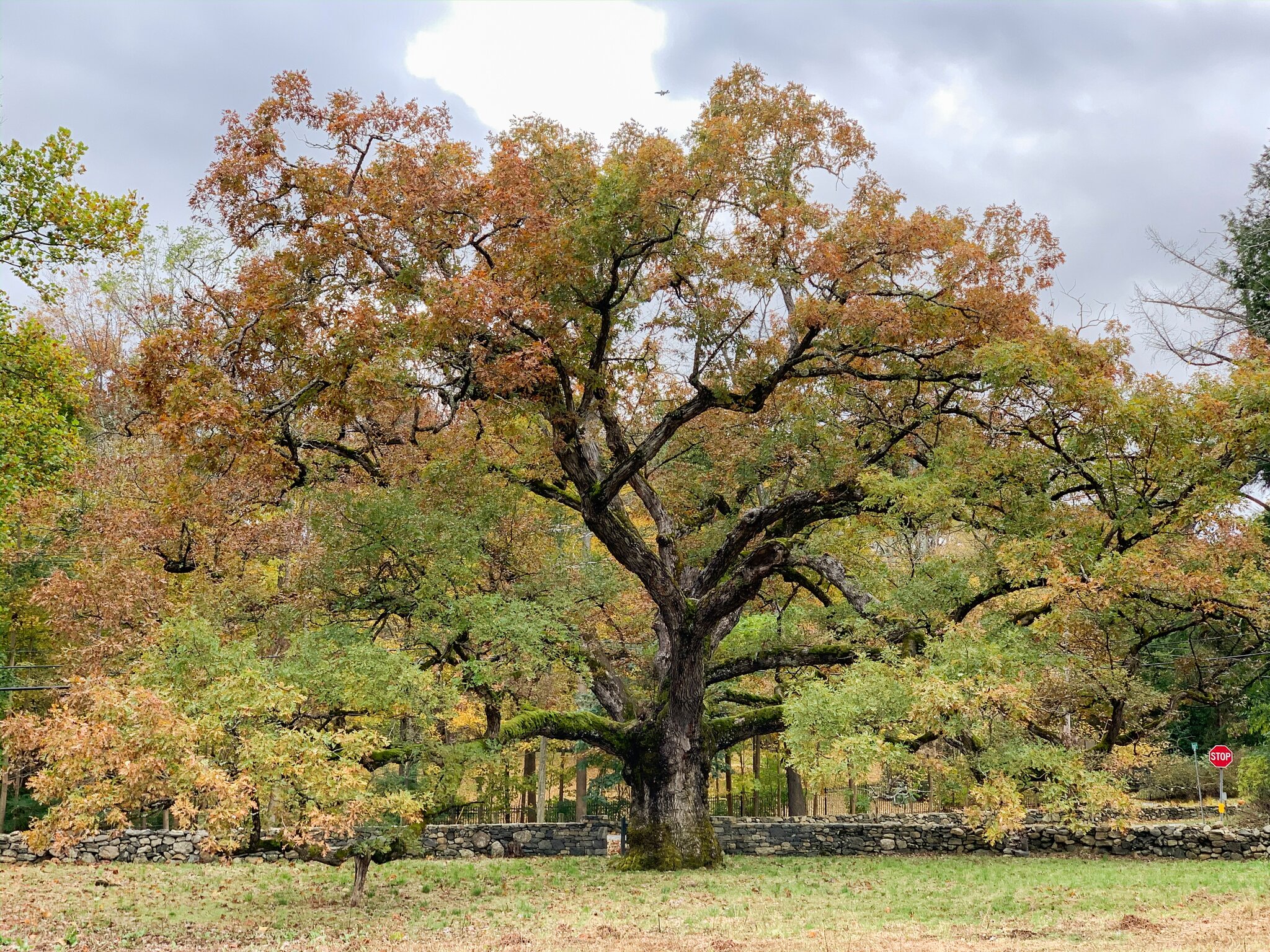 Oak Tree Symbolism in the Bible – (What is the Spiritual Meaning of It)