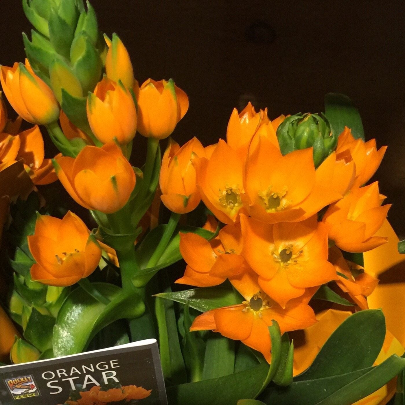 (Ornithogalum dubium) Orange Star Plant Pruning