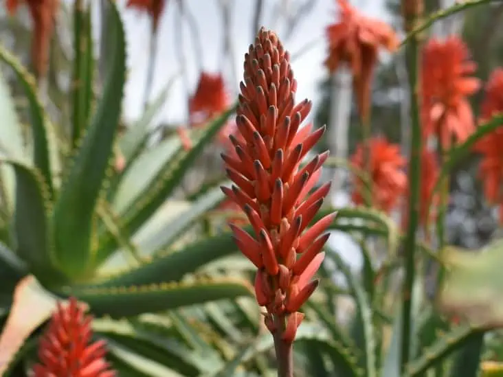 What does the flower of an aloe plant look like?