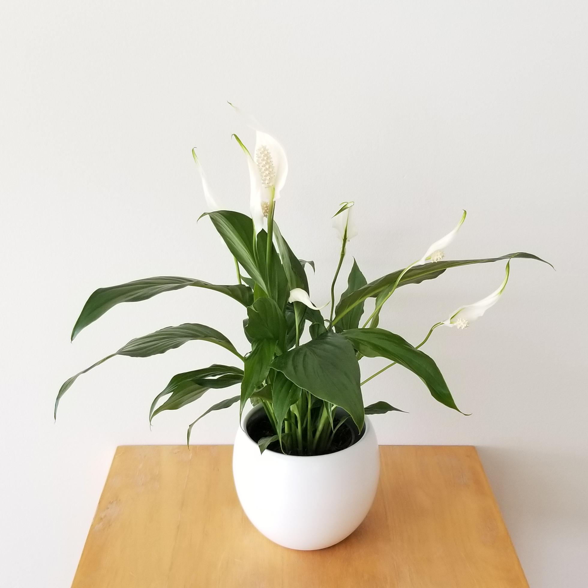 How to Remove Browning Peace Lily Flowers?