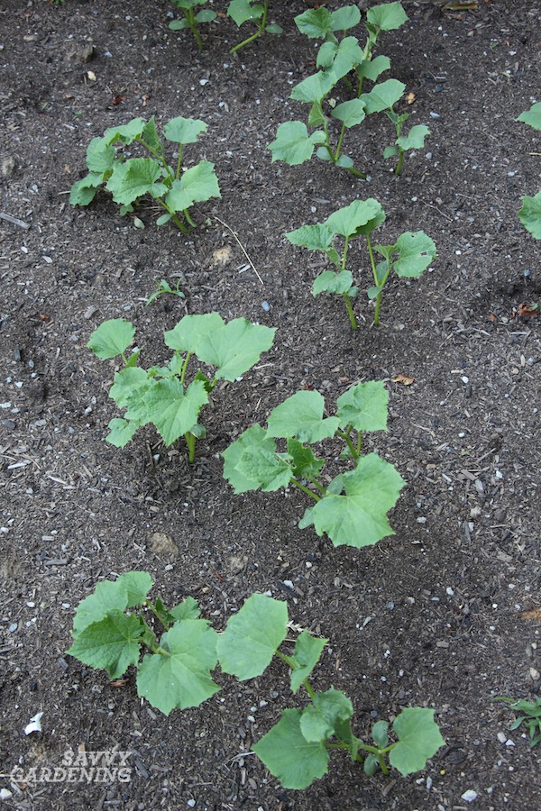 Your outdoors cucumber in a pot: