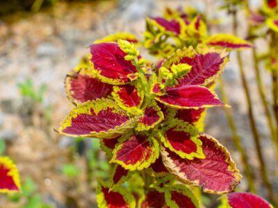 Can you keep coleus over winter?