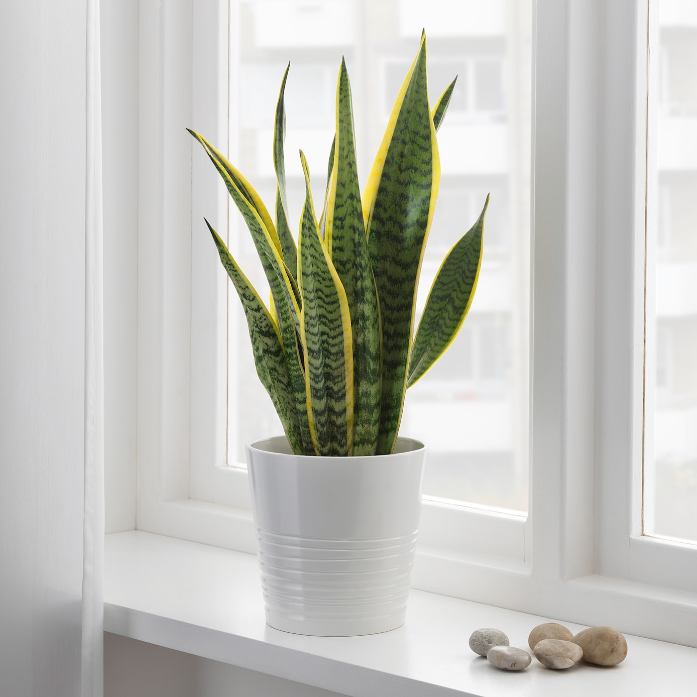 How can snake plants be kept outside?