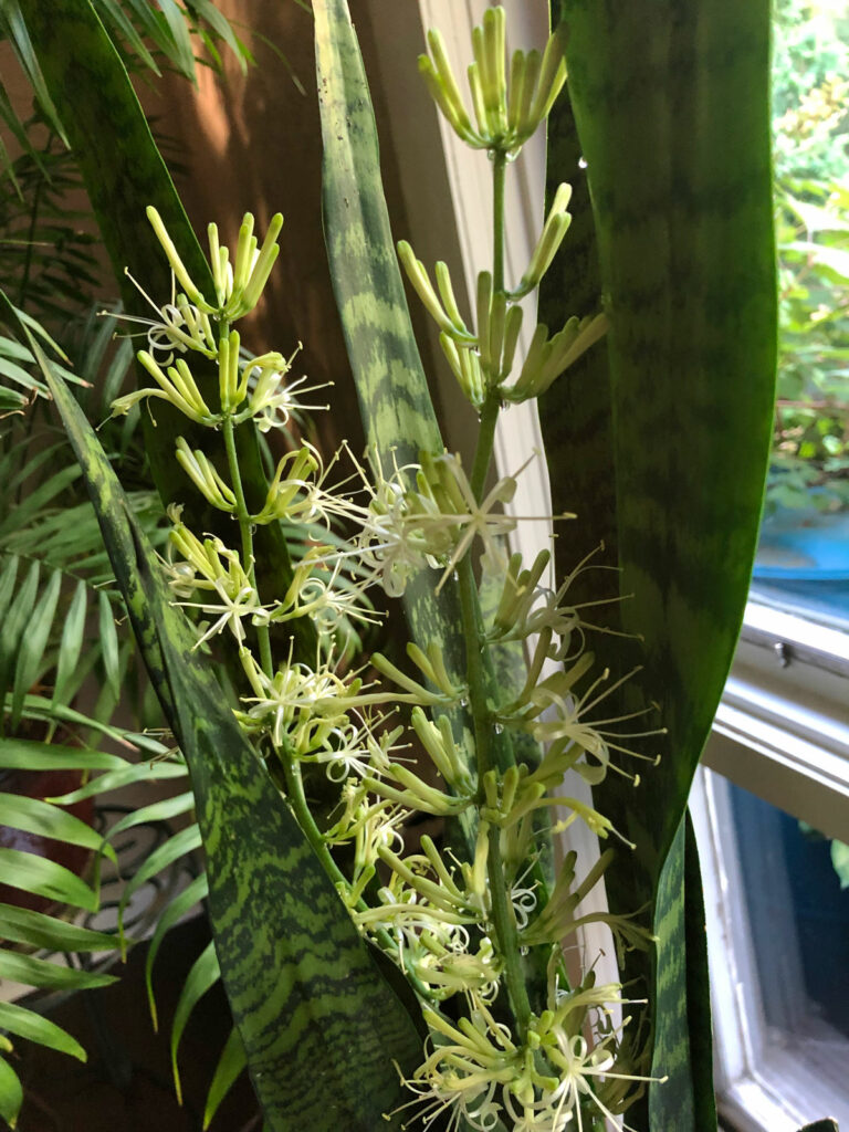 Snake Plant Flower – What Does It Mean(How Often Bloom?)