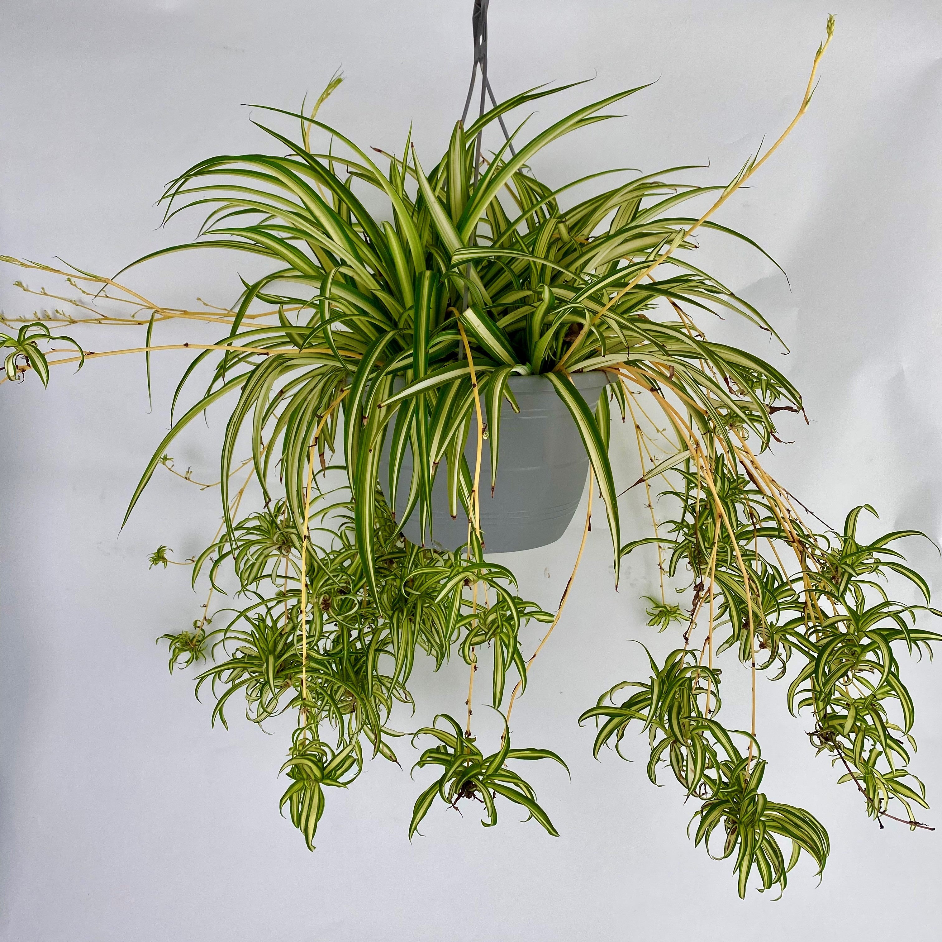 Can Spider plants grow outdoors?