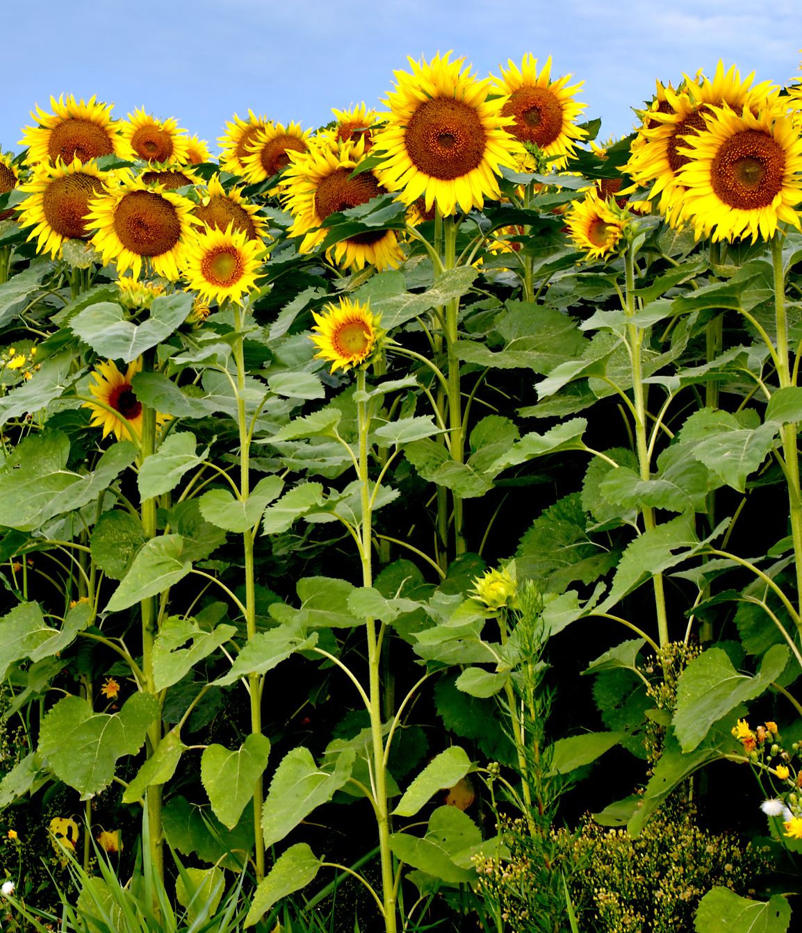 Why are my sunflower leaves turning yellow?