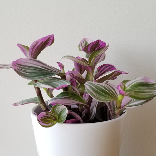 Wandering Jew Plant Spiritual Meaning